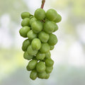 Golden Muscat Grape Cuttings - 4 Vitis vinifera Grafting or Rooting Cuttings with 2-3 Nodes - Fruit Vine Planting Material