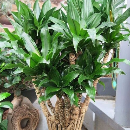 25 Dragon Tree Cuttings Dracaena Marginata Indoor Plant Live Starter Houseplant Bonsai Easy to Grow