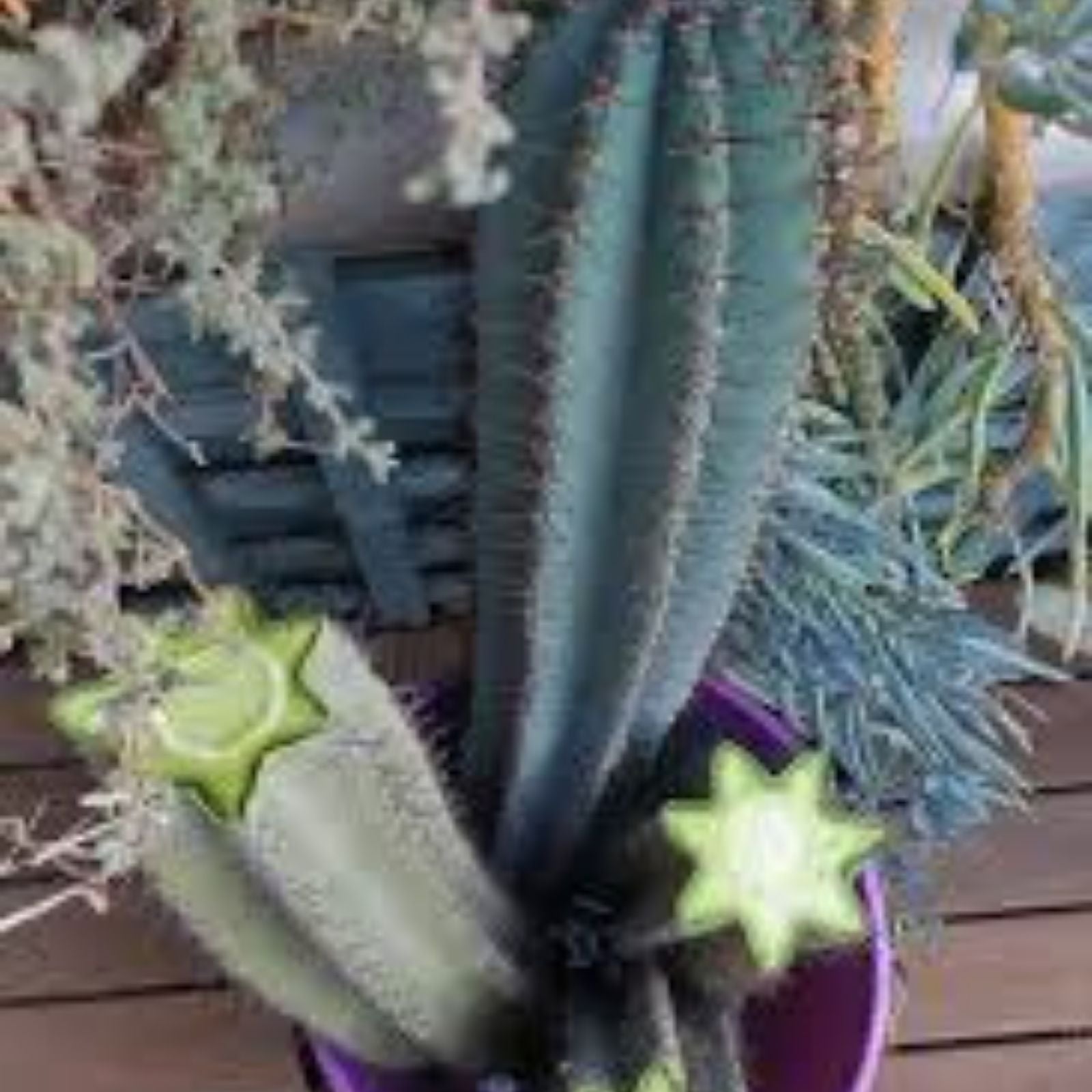Cactus Cutting Succulent Plant Propagation – Variety #11, Fast Growing, Cactaceae for Home Decor
