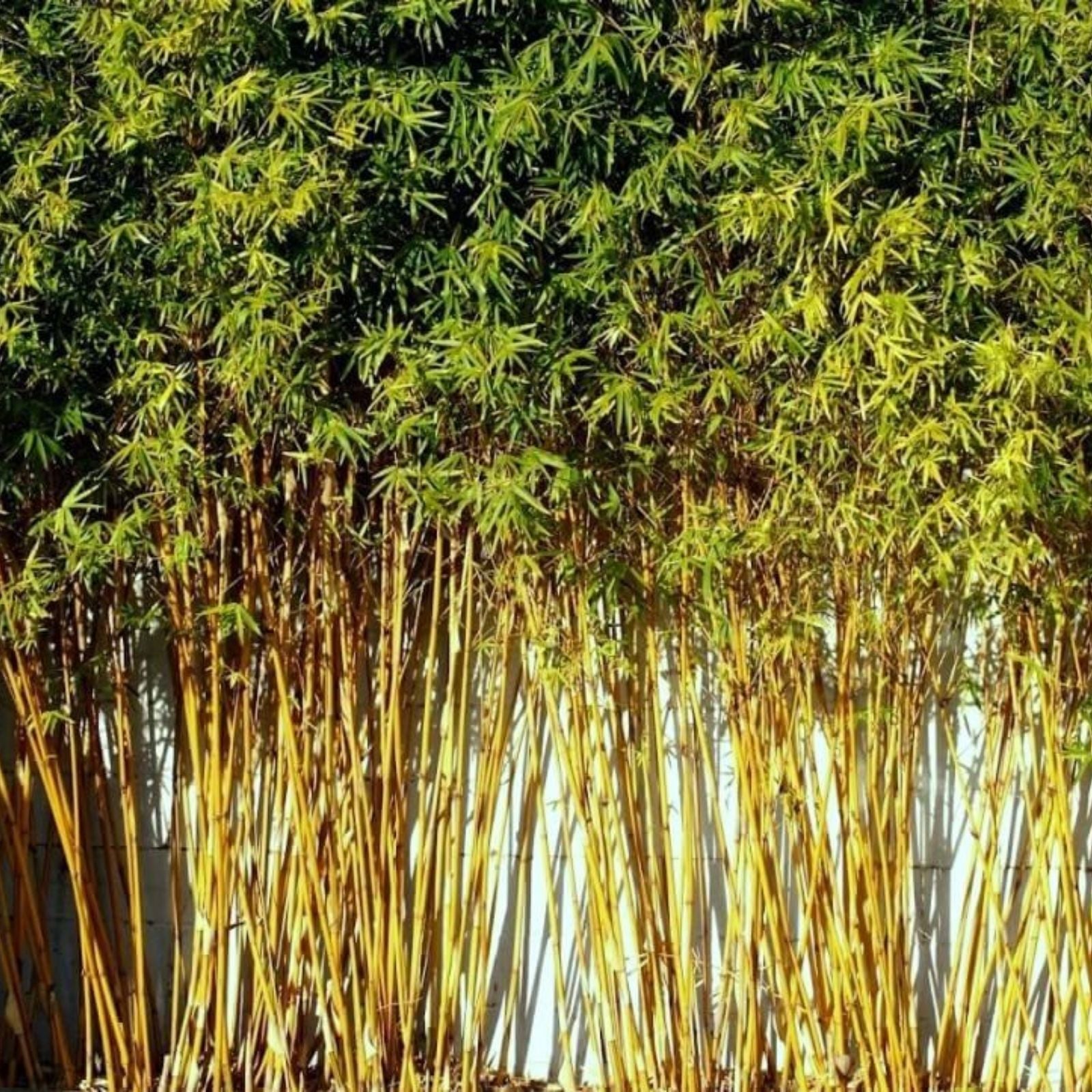 Golden Goddess Bamboo Starts 5 Pack, Bambusa multiplex, Cold Tolerant Clumping Ornamental Bamboo, Garden Plant, Fast Growing