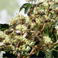 Euodia danielli Bee Tree Seeds | Tetradium for Honey Production, Pollinator, Bee-Friendly Live Plant, Cutting, Bare Root, Starter Plant