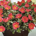 Coral Pink Purslane Cuttings - Single Flower Portulaca oleracea Succulent Plant for Garden, Indoor, Outdoor, Drought Tolerant, Fast Growing