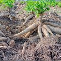 Yuca Cassava Stem Cuttings Manihot esculenta Live Plant Rooting Hormone Fresh Starter Plant