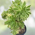 Aeonium Luteovariegatum Sunburst Cutting, Variegated Rosette Succulent Plant for Indoor Gardening