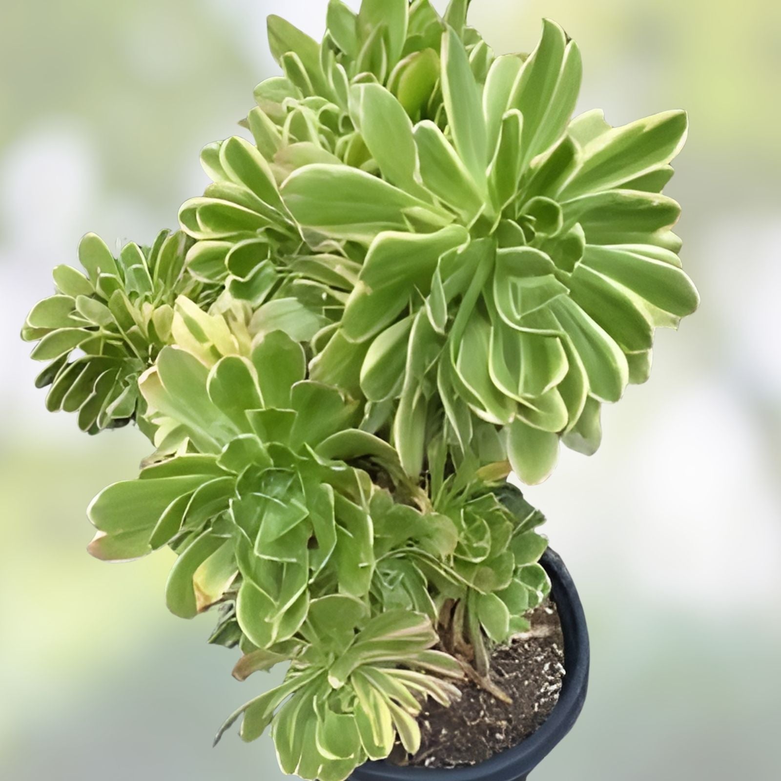Aeonium Luteovariegatum Sunburst Cutting, Variegated Rosette Succulent Plant for Indoor Gardening