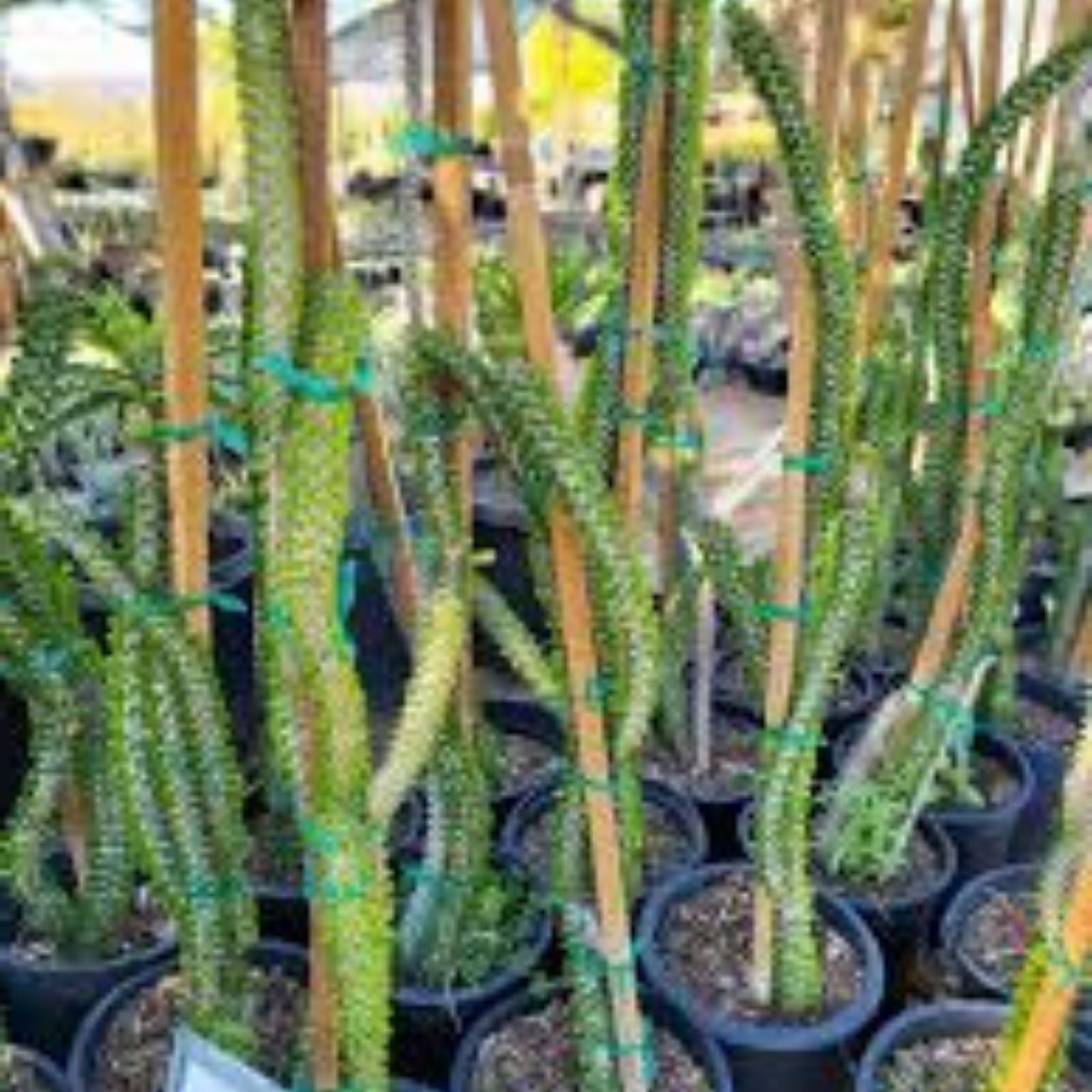 Alluaudia dumosa Madagascar Succulent Cutting, Drought Tolerant Indoor Plant, Desert Flora, Live Plant, Starter Plant