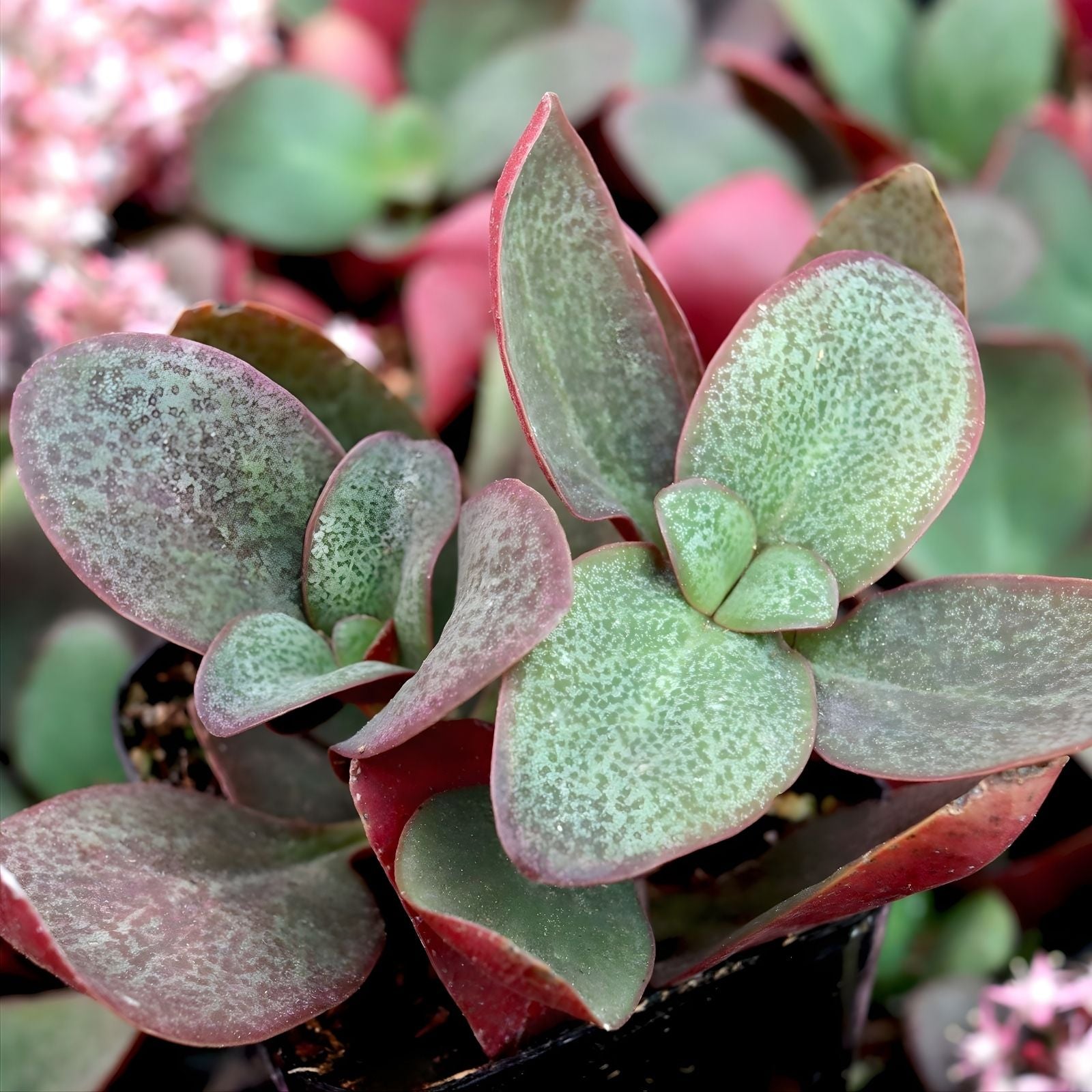 Crassula multicava Red Fairy Jade Succulent Plant Cuttings 2" Live Unrooted 2 Pieces