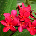 Plumeria Cuttings 8-10" Single Tip Vibrant Color Frangipani Live Plant or Starter Plant
