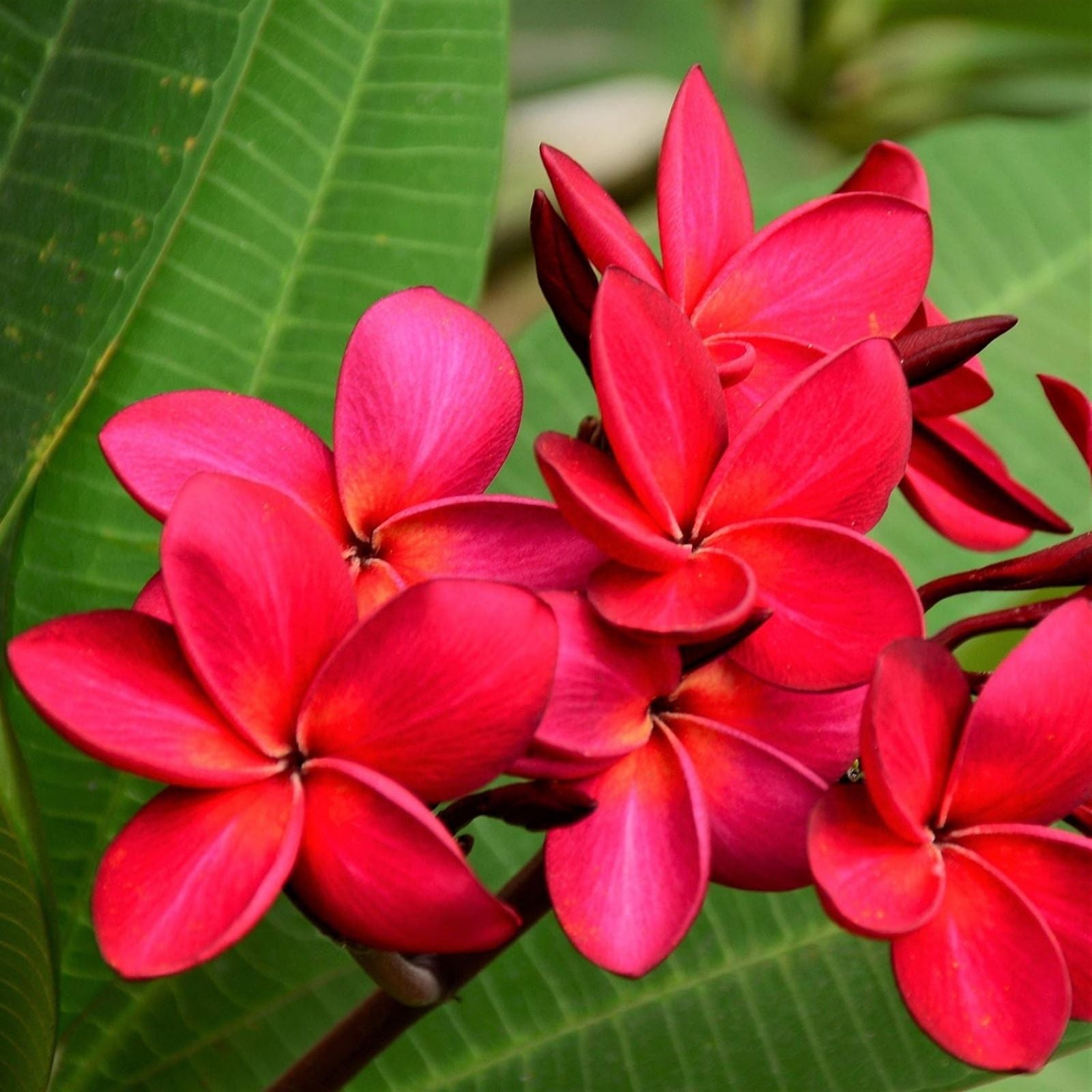 Plumeria Cuttings 8-10" Single Tip Vibrant Color Frangipani Live Plant or Starter Plant