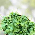 Succulent Cuttings - 25 Live Plants - String of Turtles & Hearts, Pilea Cactus for Propagation & Home Decor