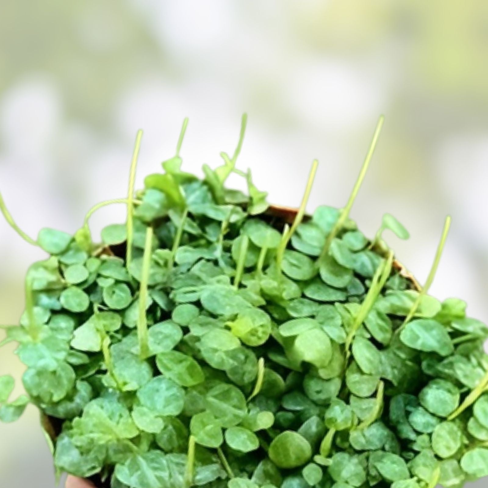 Succulent Cuttings - 25 Live Plants - String of Turtles & Hearts, Pilea Cactus for Propagation & Home Decor