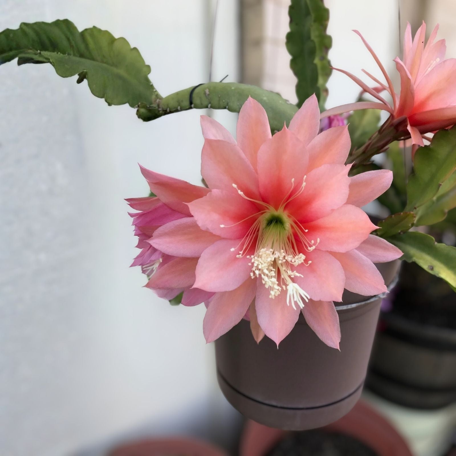 Epiphyllum Orchid Cactus Cutting MOR MOR Variety Live Plant Houseplant Succulent Garden Gift