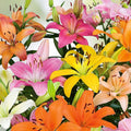Lily Bulbs for Planting, Mixed Color, Perennial Flower Bulbs, Lilium spp., Garden and Landscape Plants