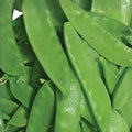 Thomas Laxton Peas Seeds Heirloom Pisum sativum Salad Cooking 20+ Live Plant Cutting Bare Root Starter Plant