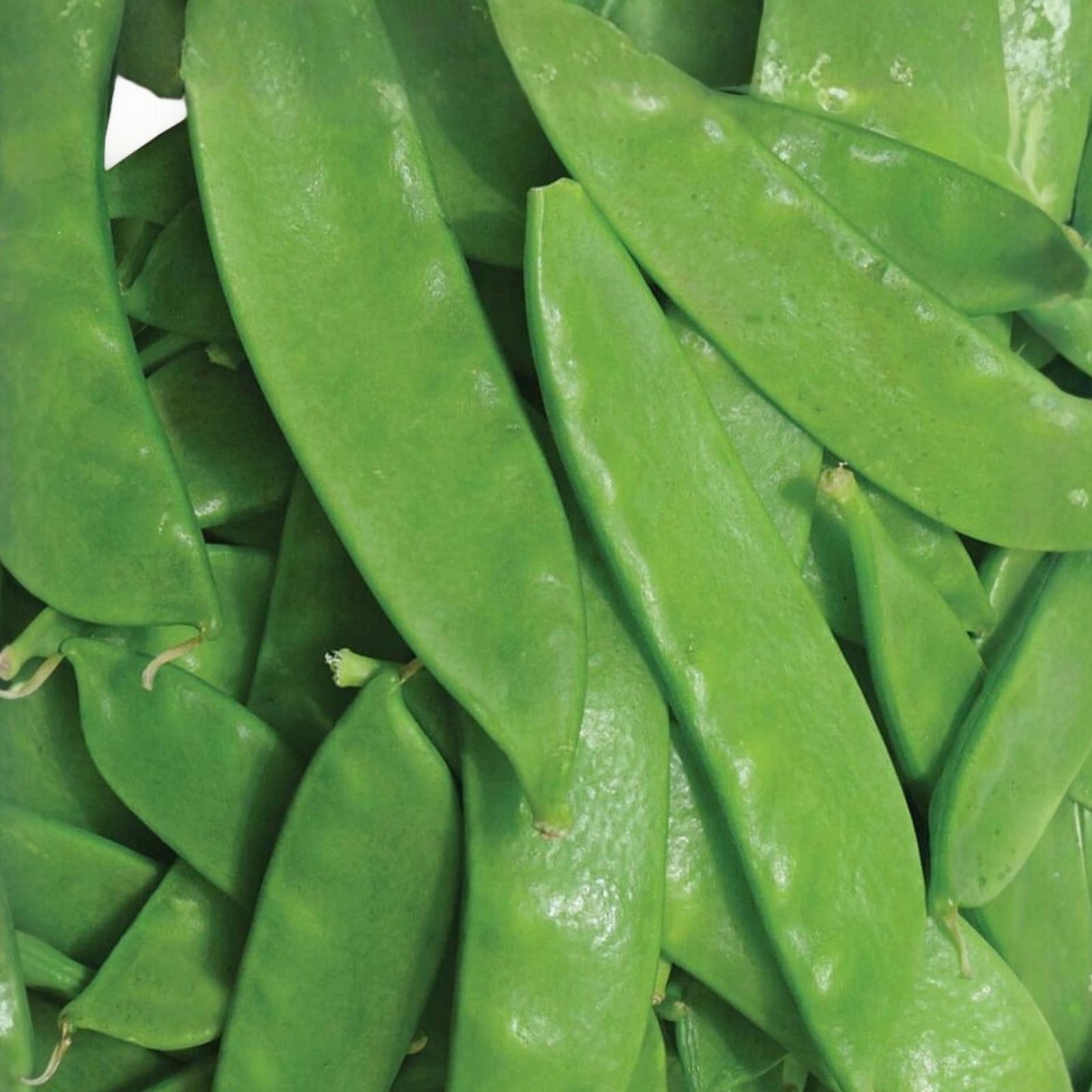 Thomas Laxton Peas Seeds Heirloom Pisum sativum Salad Cooking 20+ Live Plant Cutting Bare Root Starter Plant