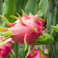 Dragon Fruit Cuttings Hylocereus undatus White Flesh Pitaya Edible Fruit Plant Starter Live Cutting