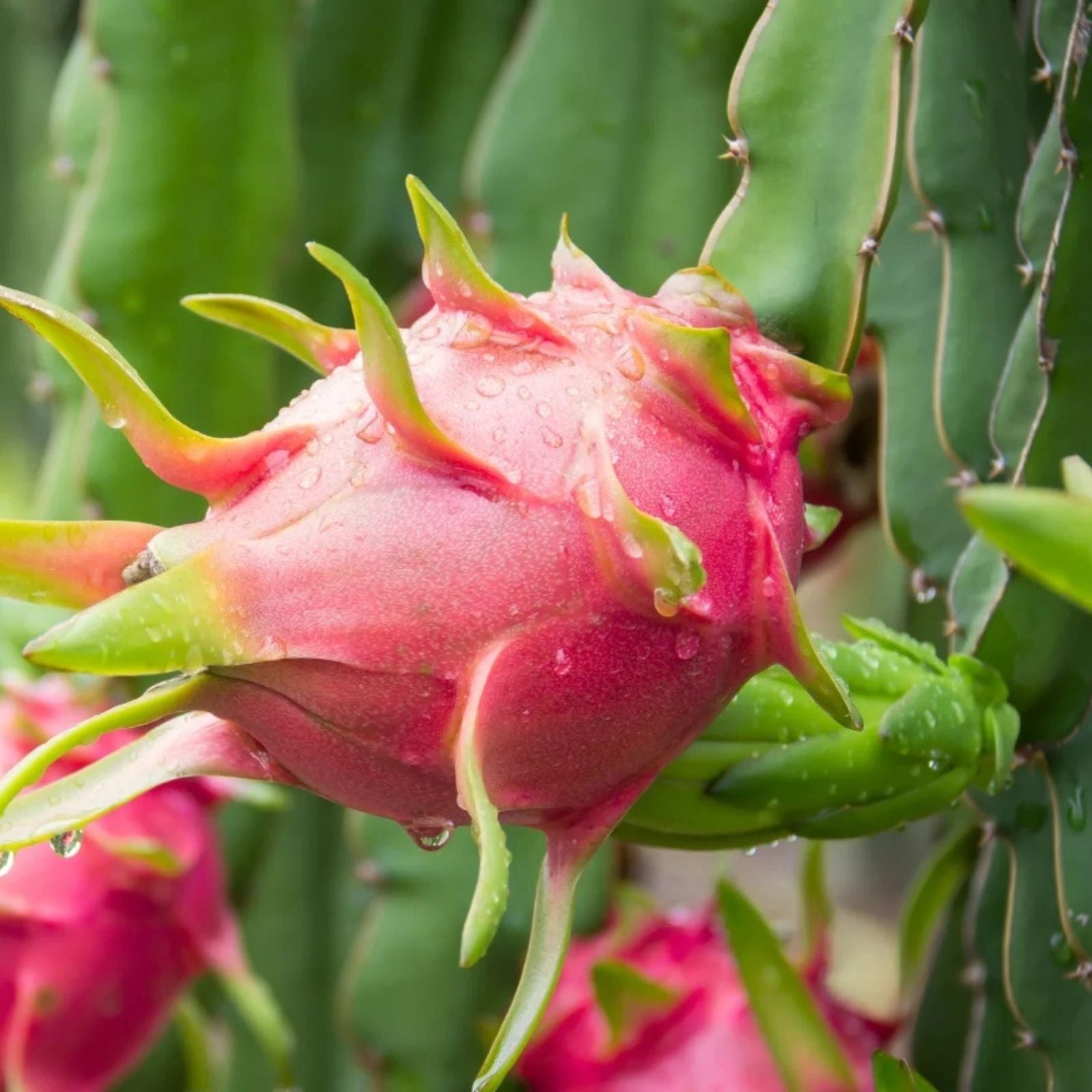 Dragon Fruit Cuttings Hylocereus undatus White Flesh Pitaya Edible Fruit Plant Starter Live Cutting