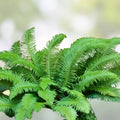Sword Fern Starter Plant - Kimberly Fern - Ostrich Fern - Nephrolepis exaltata - Indoor Fern for Shade and Humidity - Fresh Stock