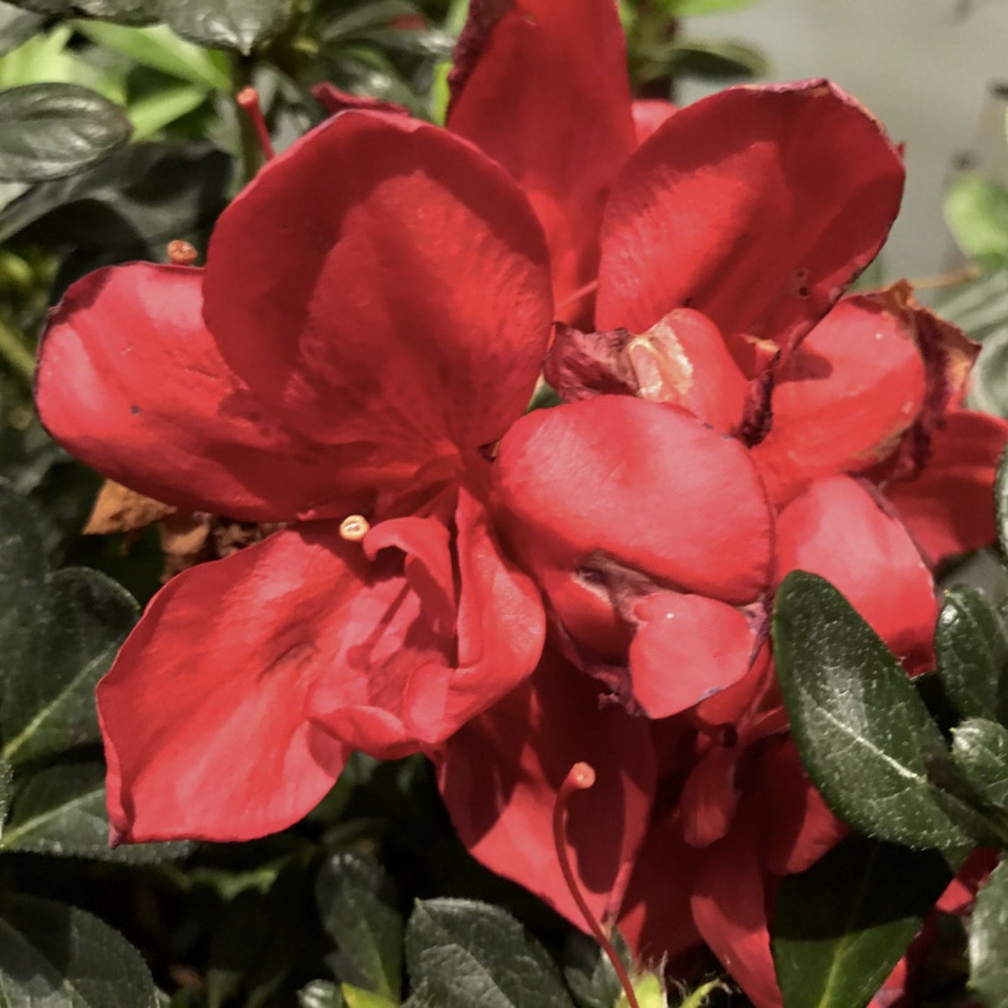 Encore Autumn Bonfire Azalea Starter Plant - Blood Red Deciduous Rhododendron Live Houseplant, Garden Plant, Shrub