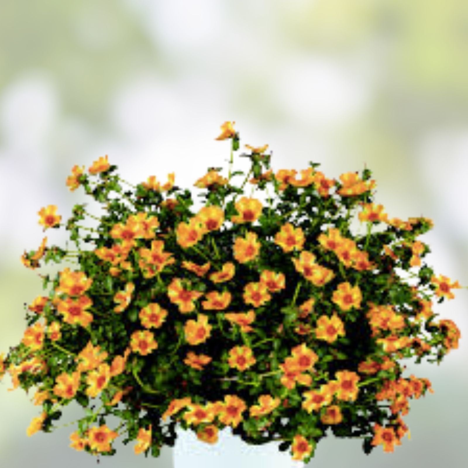 Mango Twist Portulaca Oleracea Live Plant Succulent Garden Container Houseplant Starter Cutting