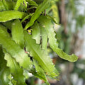 Epiphyllum Cutting - Unrooted HB Jeffrey's Royal Heir - Cactus Plant Propagation - Epiphyllum spp. - BloomHavenNursery