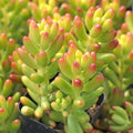 Sedum Rubrotinctum Jelly Bean Succulent Cutting | Live Plant | Green Red Foliage | Houseplant | Starter Plant