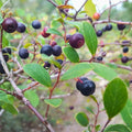 Farkleberry Tree Cuttings Organic Vaccinium arboreum Native Berry Plant Shrub for Landscaping Edible Berries