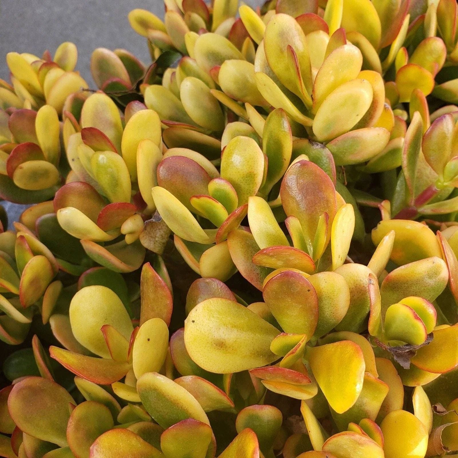 Succulent Cuttings – 5 Crassula Ovata Hummel Sunset Golden Jade Plants – Indoor House Plants – Fast Shipping