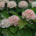 Viburnum plicatum 'Mary Milton' Bare Root Shrub 8-Inch Doublefile Live Plant, Flowering Garden Bush