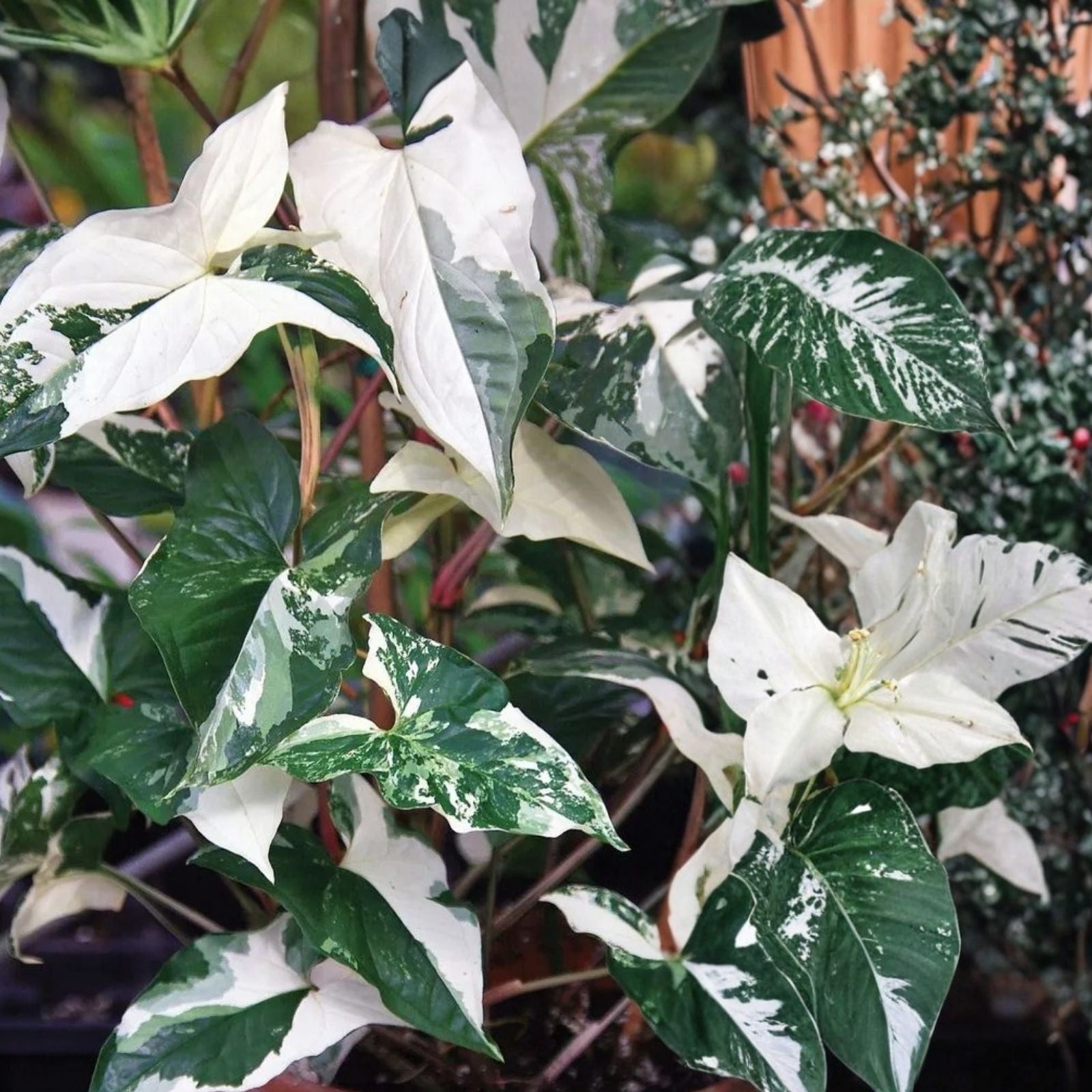 Variegated Syngonium Albo Podophyllum Cutting - Indoor Houseplant, Green White Variegation, Live Plant Propagation, Starter Plant
