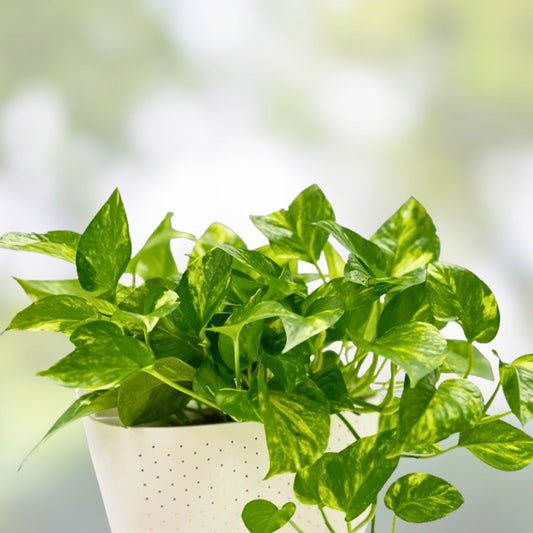Golden Pothos Cuttings, Epipremnum aureum, Indoor House Plant, Trailing Vine, Green Variegated Foliage, Easy Care, Live Plant