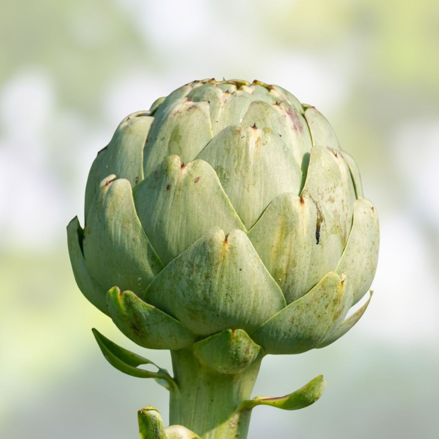 Heirloom Artichoke Seeds Green Globe Non-GMO Vegetable Garden Starter Plant Cutting
