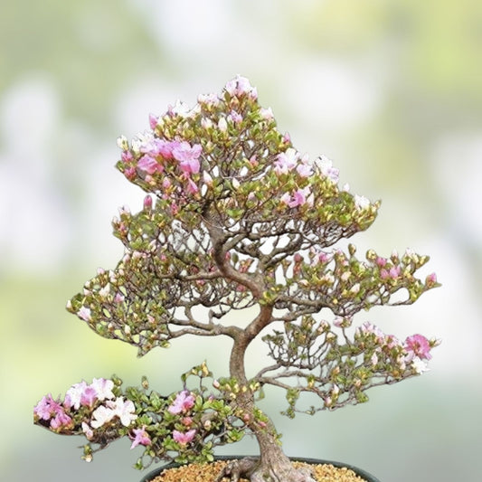 Japanese Cherry Bonsai Tree Seeds 20 Pack Prunus serrulata Live Plant Starter for Indoor Garden