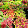 Coleus Seeds Jazz Combo Mix 500 Count Bright Colorful Foliage Garden Plant Starter Live Cutting