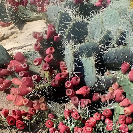 Opuntia Phaeacantha Cactus Plant | Desert Prickly Pear Succulent | Drought-Tolerant Succulent | Opuntia Phaeacantha