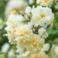 English Rambling Rose Cuttings Auscanary Variety Live Garden Climbing Rose Plant Bare Root Houseplant