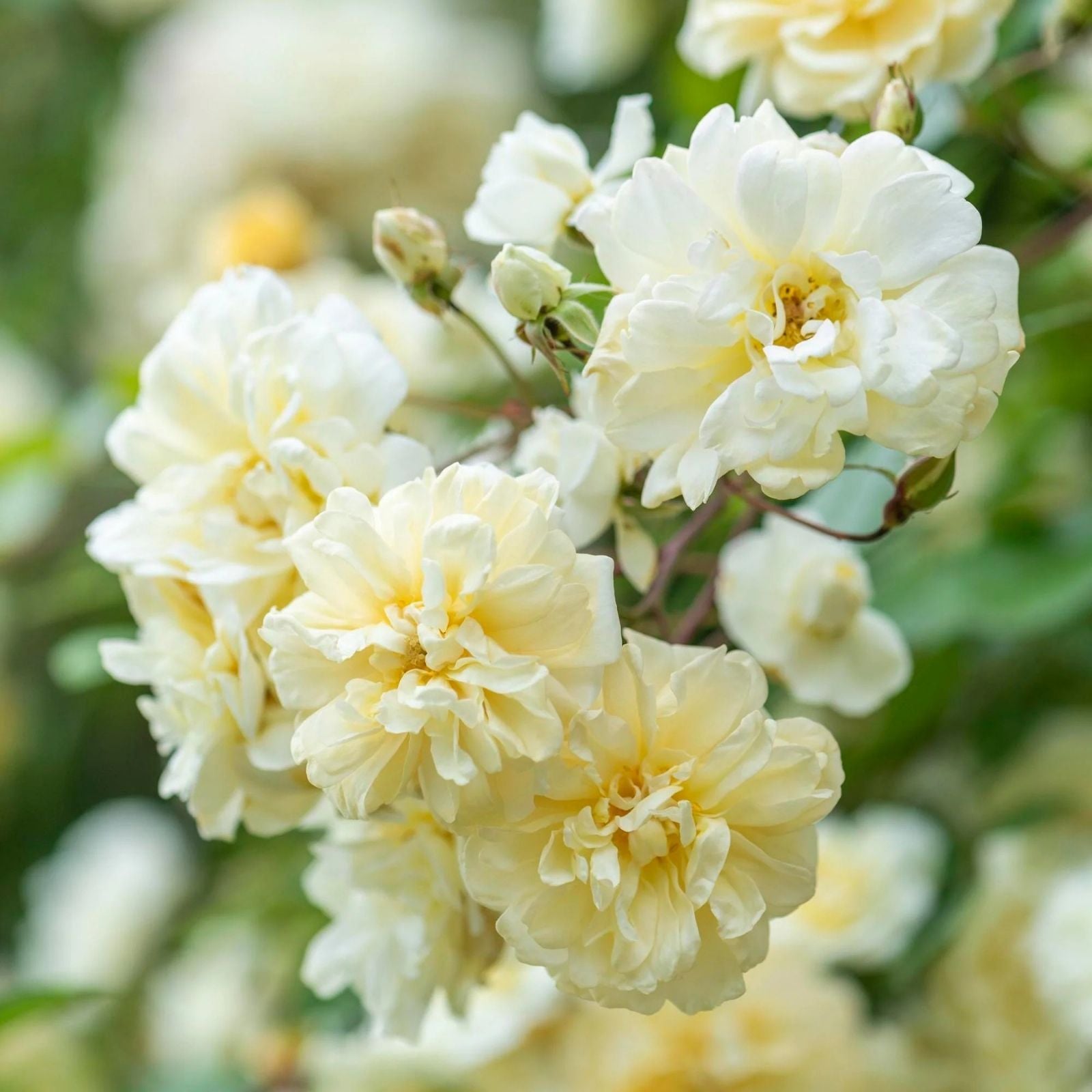 English Rambling Rose Cuttings Auscanary Variety Live Garden Climbing Rose Plant Bare Root Houseplant