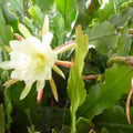 Epiphyllum 'Norwood' Unrooted Cutting - Rare Orchid Cactus - Unique Indoor Plant - Exotic Houseplant - Epiphyllum oxypetalum