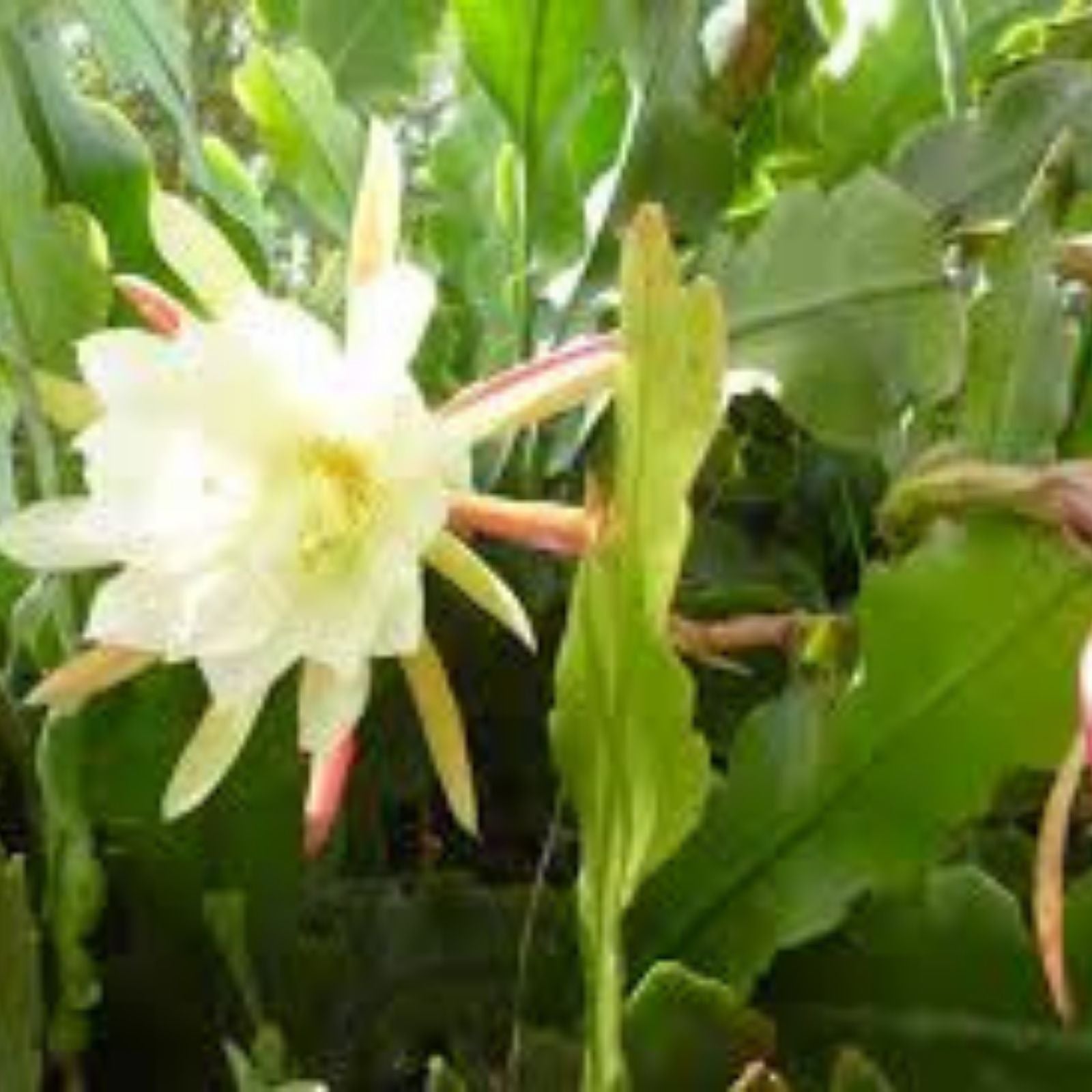 Epiphyllum 'Norwood' Unrooted Cutting - Rare Orchid Cactus - Unique Indoor Plant - Exotic Houseplant - Epiphyllum oxypetalum