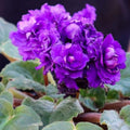 African Violet Cuttings - 2 Unrooted Leaves - S. Rupicola Species Violet - Houseplant Propagation Supplies