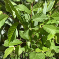 Organic Elm Tree Cuttings 6" Non-Rooted 4 Pack Ulmus spp. Live Plant Bare Root Starter Tree Grown in USA