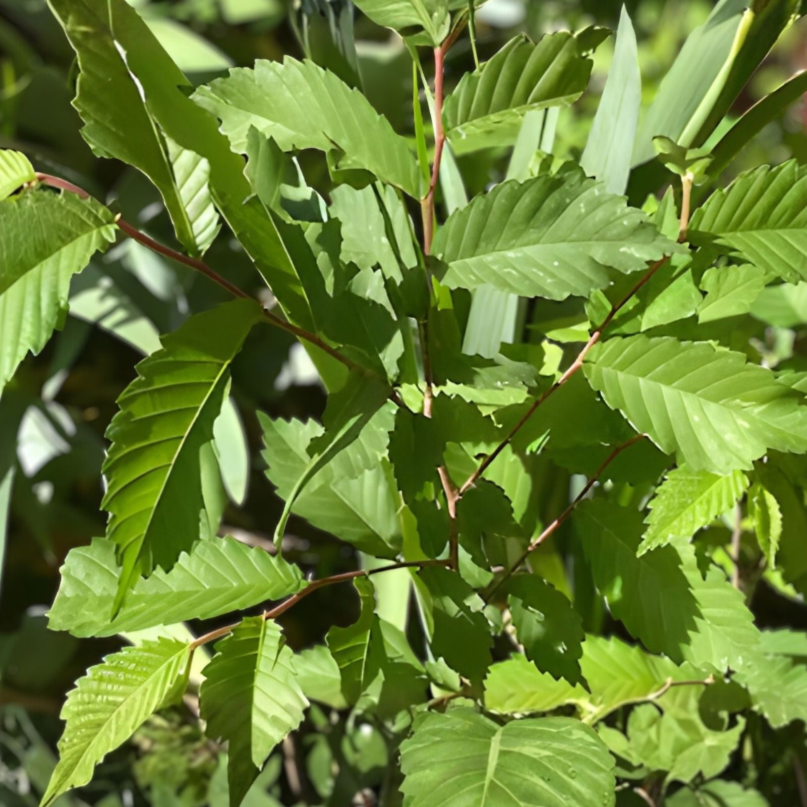 Organic Elm Tree Cuttings 6" Non-Rooted 4 Pack Ulmus spp. Live Plant Bare Root Starter Tree Grown in USA