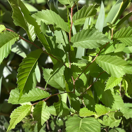 Organic Elm Tree Cuttings 6" Non-Rooted 4 Pack Ulmus spp. Live Plant Bare Root Starter Tree Grown in USA