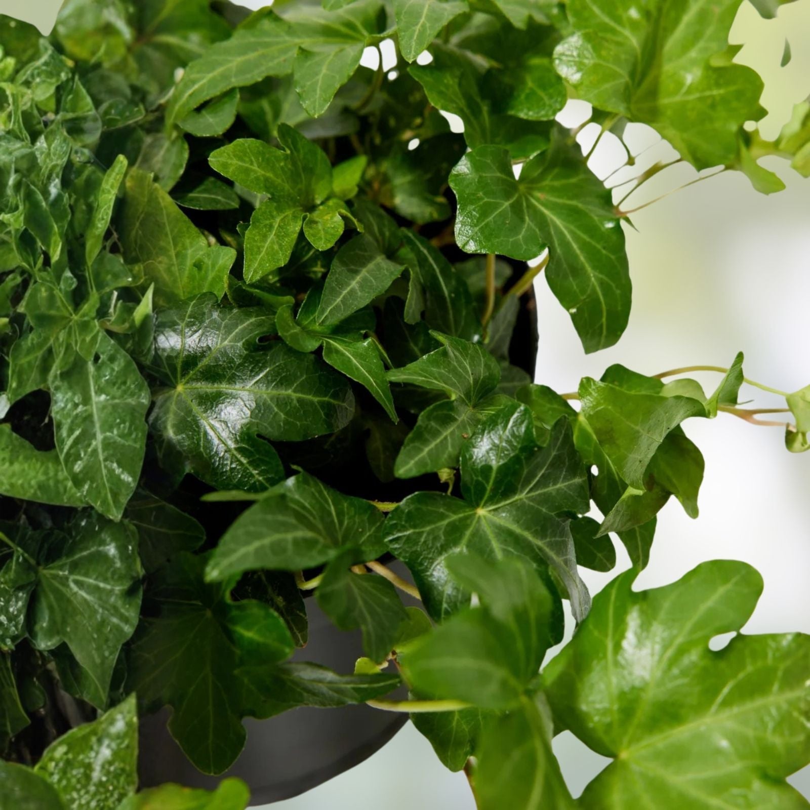 English Ivy Cuttings 40 Pack Non-Rooted Hedera helix Houseplant Propagation Starter Plants