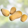 Butternut Squash Seeds 500 Count Heirloom Non-GMO Cucurbita moschata Vegetable Seeds