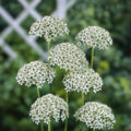 Allium nigrum Bulbs 5-Pack White Green Fragrant Deer Resistant Spring Blooming Live Plant