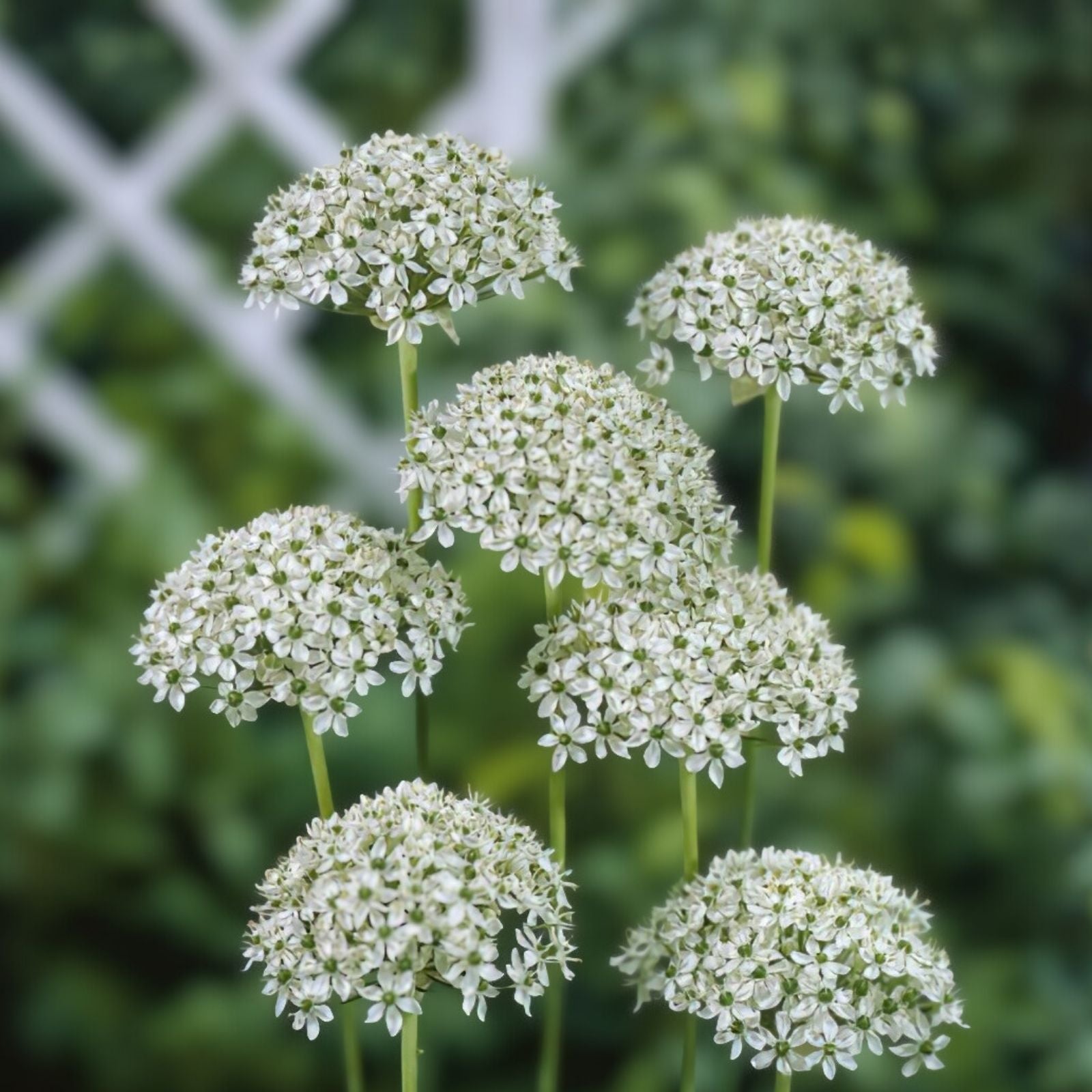 Allium nigrum Bulbs 5-Pack White Green Fragrant Deer Resistant Spring Blooming Live Plant