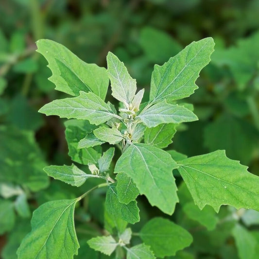 Lambsquarters Seeds 100 Pack Organic Heirloom Chenopodium album Nutritious Green Vegetable Starter Plant