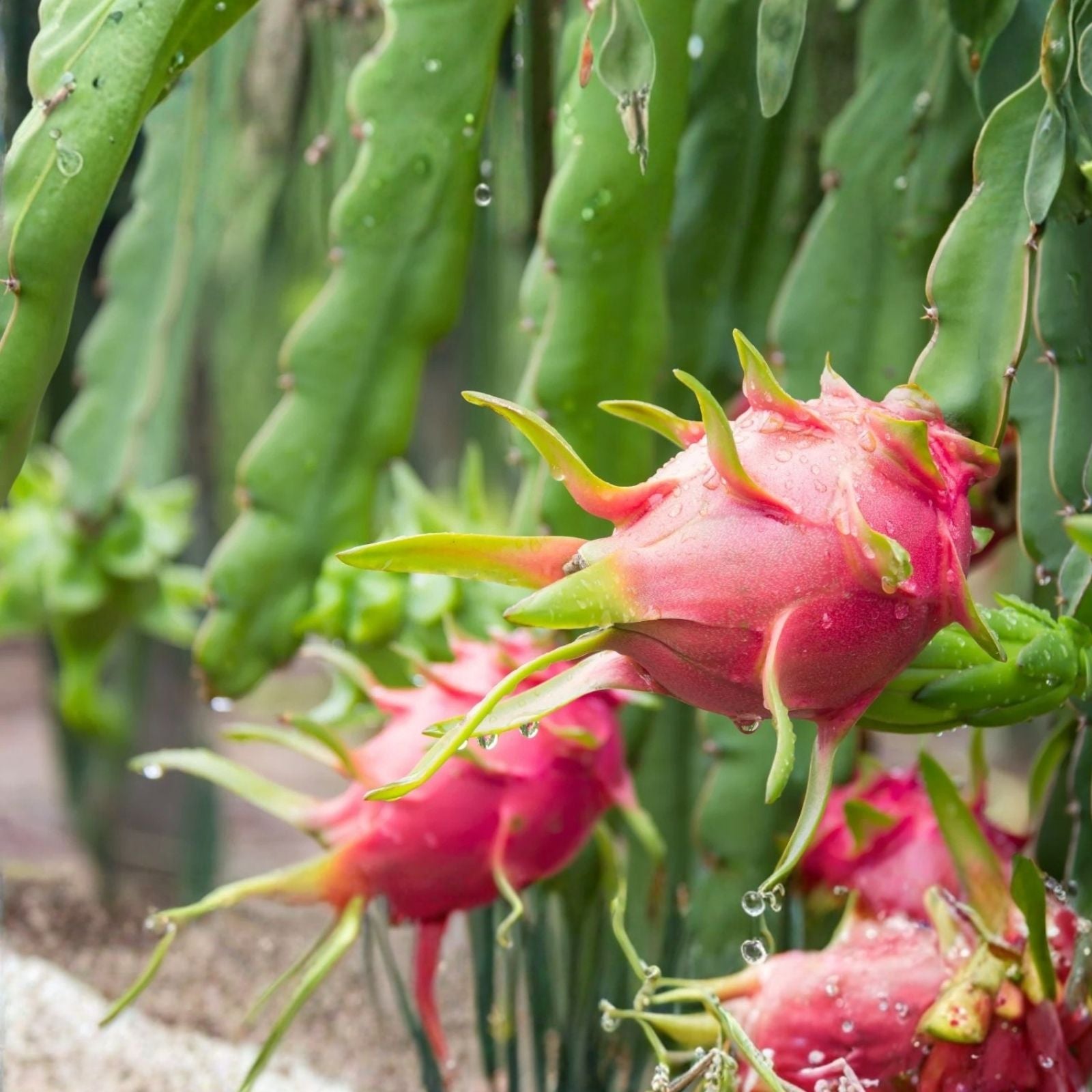Dragon Fruit Cuttings 20-26" Hylocereus spp. Edible Cactus Plant Propagation Varieties