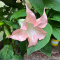 Pink Peach Brugmansia Cuttings, Angel Trumpet Live Plant, Fragrant Flowers, Easy to Grow, Starter Plant, Houseplant